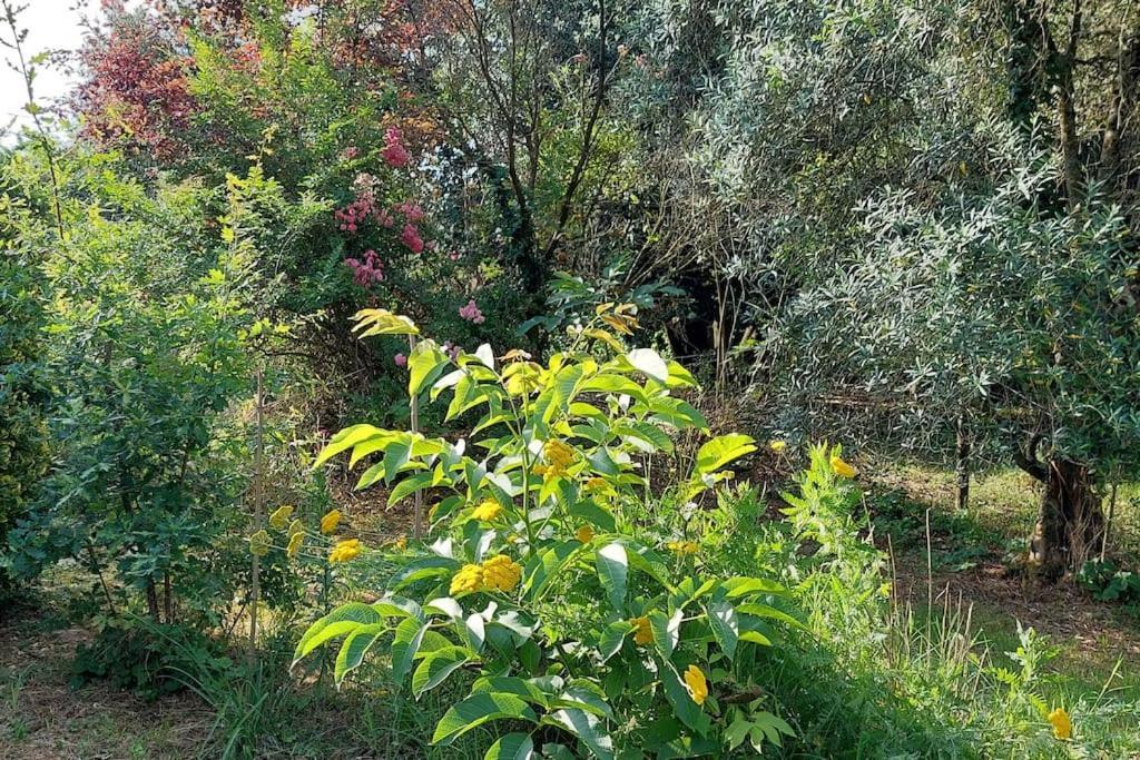 Maison De Famille Avec Parc Arbore Montauban Zewnętrze zdjęcie