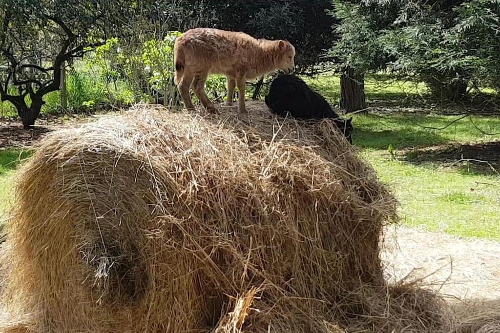 Maison De Famille Avec Parc Arbore Montauban Zewnętrze zdjęcie