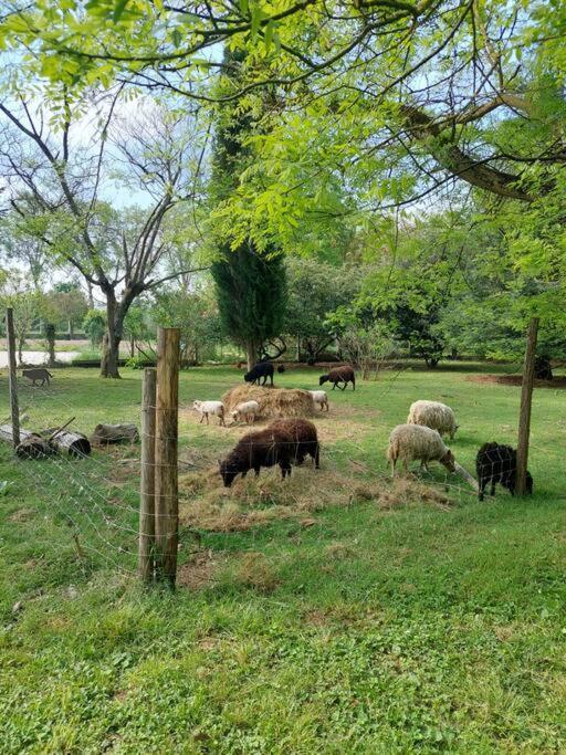 Maison De Famille Avec Parc Arbore Montauban Zewnętrze zdjęcie